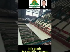 Tamaño completo de la chapa de abedul rotativo espesor 0,5 mm tamaño 2600 * 1300 mm para el grado de mezcla