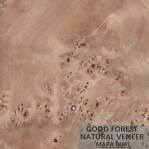 La chapa del álamo de Burl Wood Veneer Natural White del árbol cubre excelente