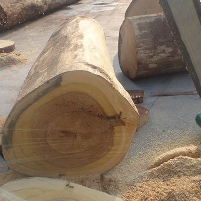 La madera dirigida decorativa reconstituida del albaricoque chapea popular vertical del grano del albaricoque blanco X24 usado para la cara del gabinete
