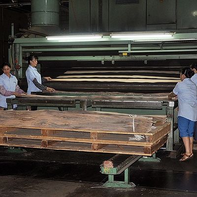 La madera natural americana del arce chapea calidad del grueso 0.5m m del arce del ojo del pájaro la buena para los muebles y el instrumento musical