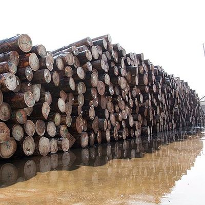Chapa natural 0.5m m de madera de África Bubinga del grano de Pommele para los instrumentos musicales