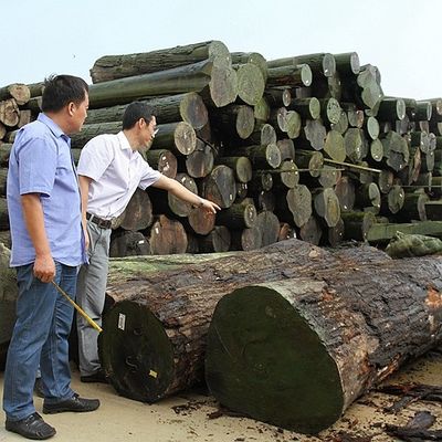 El cuarto natural americano de la chapa de madera de roble el grueso 0.5-0.55m m del grado del AAA cortó/del grano recto para la cara China del gabinete