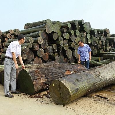 El cuarto natural de la chapa de madera del Koto de África cortó el grano recto que la buena calidad para el proceso de teñido puede ser modificada para requisitos particulares