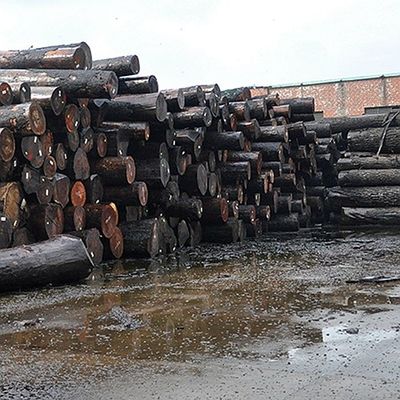 La chapa natural del revestimiento de madera y de madera de África Sapele de las puertas cortó completamente el grado del AAA del grano de la corona