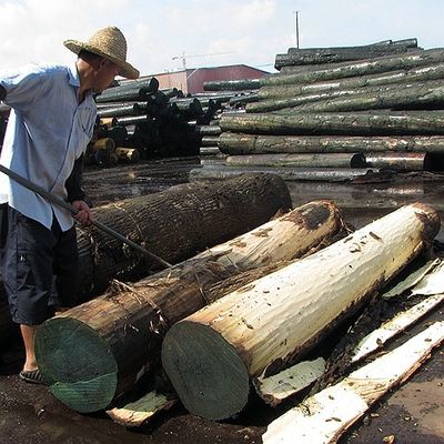 Chapa natural 0.5m m de madera de África Bubinga del grano de Pommele para los instrumentos musicales