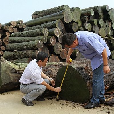 El cuarto natural americano de la chapa de madera de la nuez cortó recto figurado para los muebles de clase superior que hacían el fabricante del Fsc China