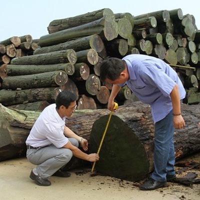 Caramelo de madera de alta calidad WT-X263 recto 0,15-0,55 mm espesor tamaño estándar para la cara del gabinete