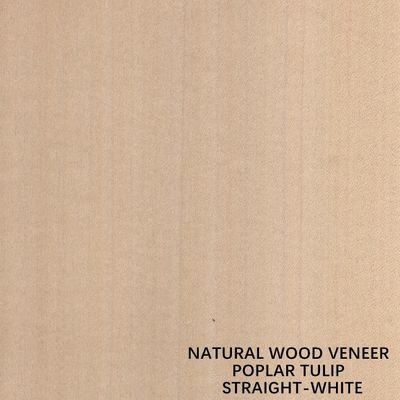 Chapa natural americana de madera del álamo del color blanco recto para la madera contrachapada/la puerta de lujo